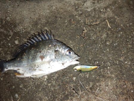 どシャロー‼ボトムごりごり‼